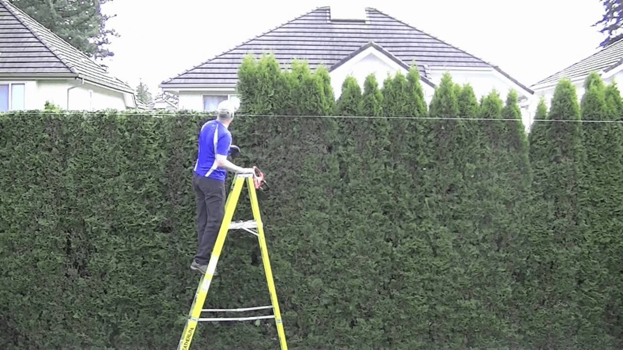 Trimming a privacy hedge