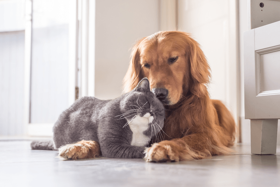 best flooring to install for pets during a home remodel cat and dog custom built michigan