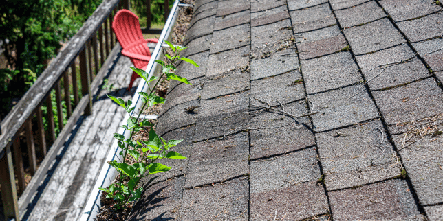 ultimate michigan roof maintenance guide old shingles with sprouted plants and debris custom built okemos
