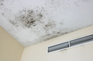 black mold growing on ceiling of Lansing Michigan house