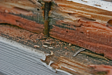termite infestation in outdoor wood boards at Lansing Michigan home