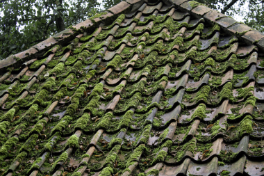 signs you may need a roof replacement in michigan old roofing shingles with moss growth custom built okemos