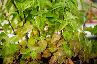 problems with adding non native plants to your michigan yard yellowing leaves in pots custom built mi
