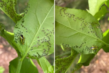 problems with adding non native plants to your michigan yard bug leaving marks on leaves custom built mi