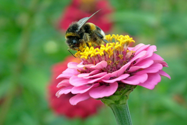 problems with adding non native plants to your michigan yard bee pollinating flower custom built mi