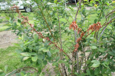 problems with adding non native plants to your michigan yard blueberry bush suffering dieback custom built mi
