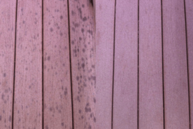 mold and mildew on composite decking boards lansing michigan