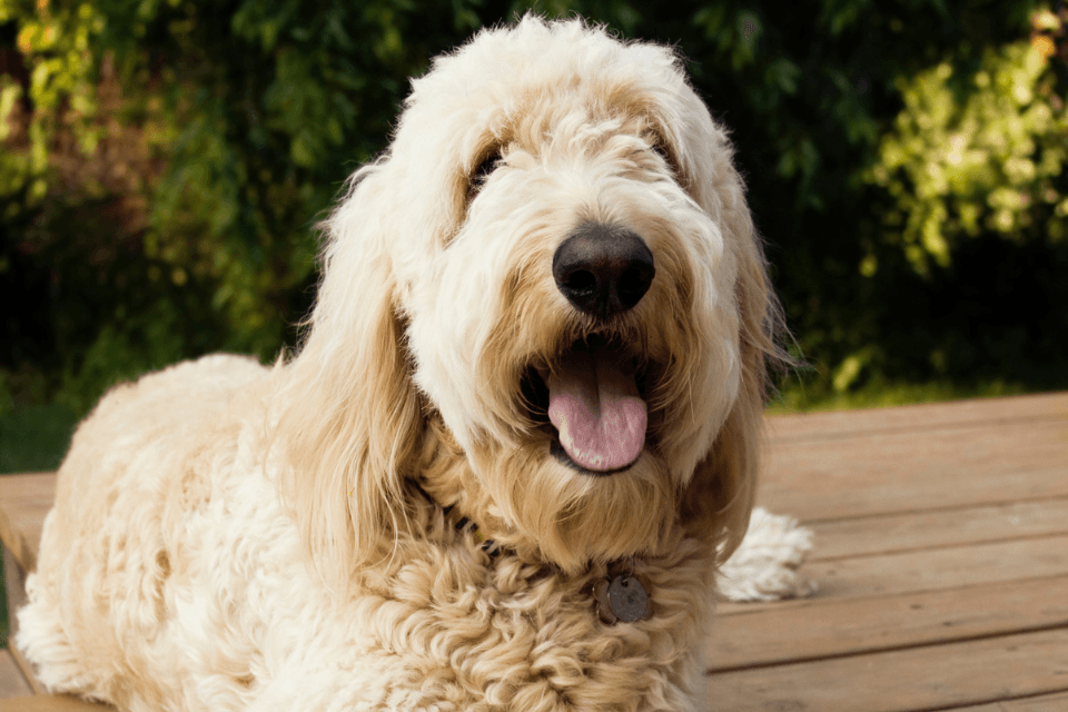 deck designs to create a pet friendly outdoor living space dog standing on decking custom built michigan